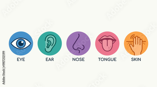 Visualizing the Five Human Senses Eye, Ear, Nose, Tongue, and Skin