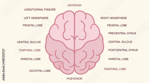 Anatomical illustration of the human brain, detailing its lobes and fissures