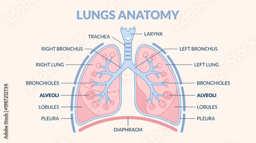Detailed Anatomical Diagram of the Human Lungs and Respiratory System for Medical Education and Biological Study