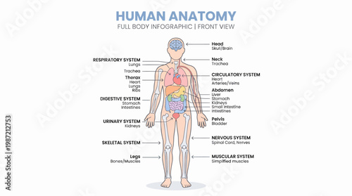Anatomy of the Human Body A Comprehensive Visual Guide to Internal Systems