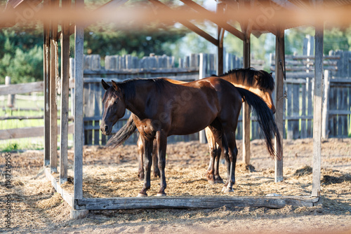 Konstfotografi Two horses standing under a wooden shelter in an outdoor enclosure on a sunny da