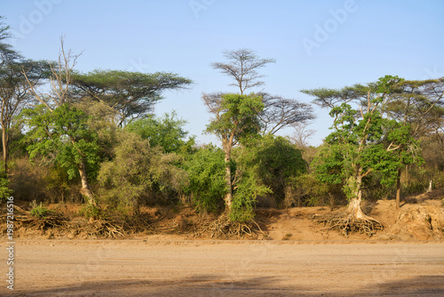 Sycamore ficus trees with exposed roots at the bank of the dried-up Turmi River in the Omo Valley in southern Ethiopia.