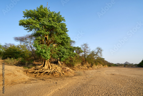 Sycamore ficus tree with exposed roots at the bank of the dried-up Turmi River in the Omo Valley in southern Ethiopia.