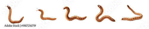 Photos High-Resolution Isolated Image of Mealworms: Five Different Poses of Brown Tenebrio Molitor Larvae on a Clean White Background, Ideal for Entomology and Biological Study