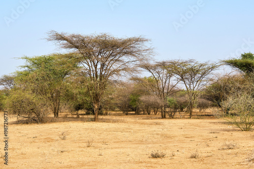 Acacia trees in Ethiopian Omo valley