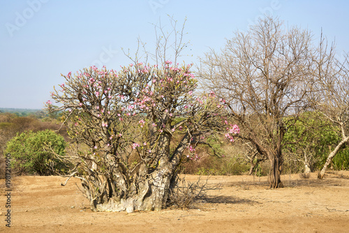 Desert rose or Adenium obesum in the southern Ethiopia