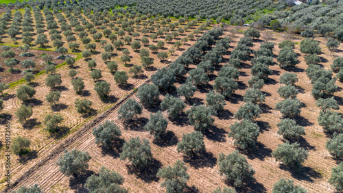 Aerial View of Green Olive ...
