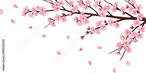 Beautiful Cherry Blossom Branch with Falling Petals in Spring Season