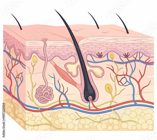 Cross-Section Of Human Skin With Hair Follicle And Glands