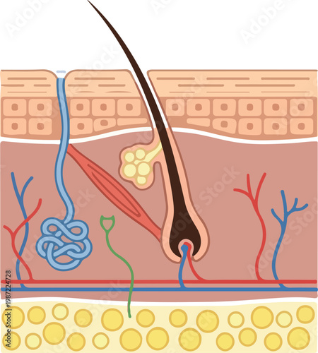 Human Skin Anatomy Cross-Section With Hair Follicle and Glands