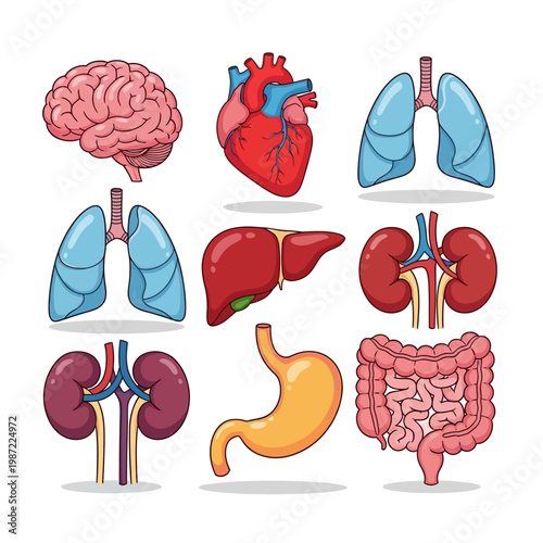 Human Organs Collection Medical Anatomy Icons Set