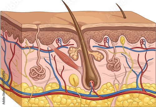 Cross-Section Of Human Skin With Hair Follicle Sweat Gland And Blood Vessels
