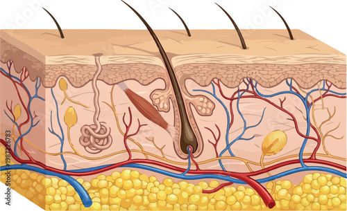 Cross Section of Human Skin Anatomy with Hair Follicle and Blood Vessels