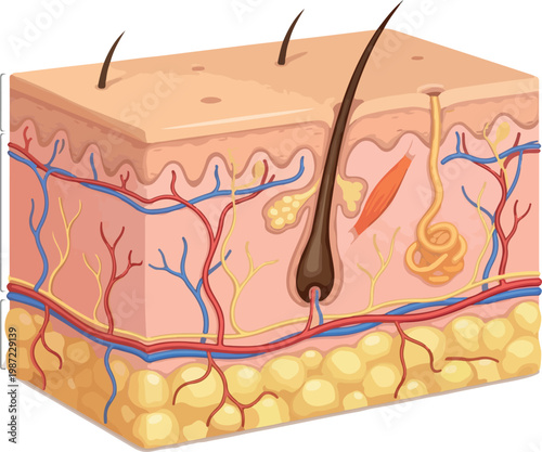 Human Skin Anatomy Cross-Section Diagram