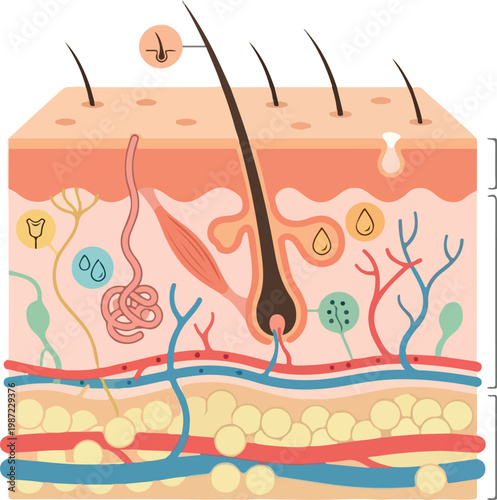 Human Skin Anatomy Cross Section Diagram Showing Epidermis Dermis and Hypodermis Layers