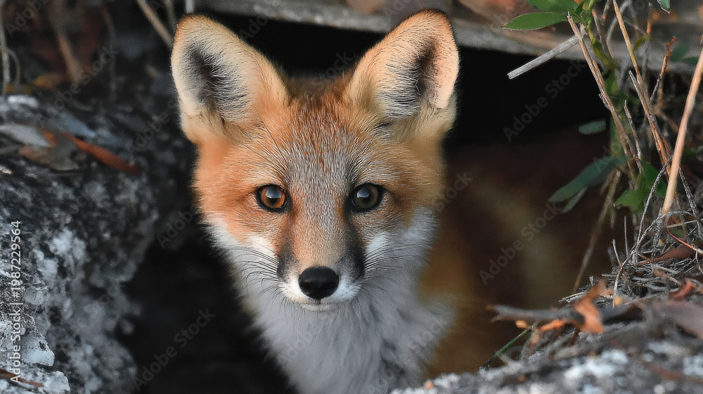 Fototapeta premium Captivating Red Fox Portrait A Glimpse into the Wild.