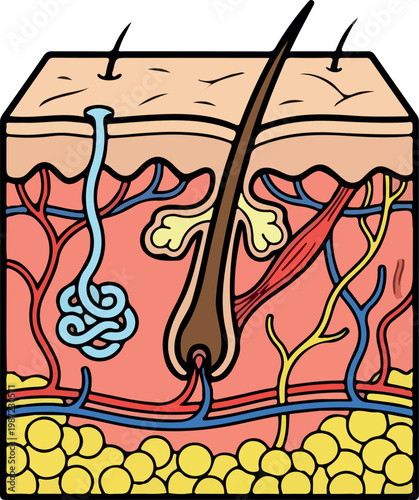 Human Skin Anatomy Cross-Section Diagram with Hair Follicle and Glands