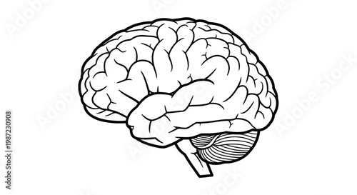 Human Brain Anatomy Vector Illustration, Detailed Biological Organ Outline Graphic for Medical Education and Neuroscience Research Concepts