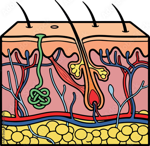 Detailed Human Skin Anatomy Cross-Section Showing Hair Follicle Glands and Layers