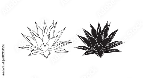 Two illustrations of agave plant, one as outline drawing and other as solid black silhouette.