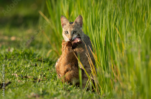 Title: Jungle Cat (Felis chaus) with domestic prey in a grassy field.