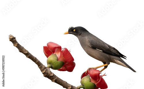 Fotografie Jungle Myna (Acridotheres fuscus) on a flowering silk-cotton branch