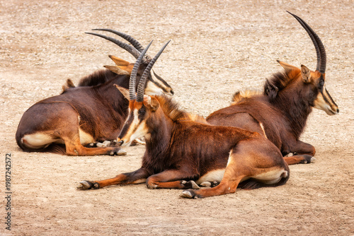 Drei Rappenantilopen (Hippotragus niger) liegen zusammen auf einem Sandboden in der Sonne