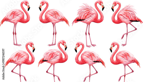 Elegant Flamingo Set Featuring Various Poses and Stances for Wildlife, Bird, and Nature Illustration Designs