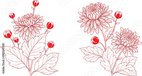 Beautiful red line art illustration of chrysanthemum flowers with buds and leaves in traditional oriental style isolated on white background for lunar new year design