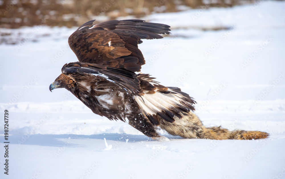 Fototapeta premium A large eagle caught a fox against a backdrop of snow. A bird of prey hunts its prey. A golden eagle sits in the snow, clinging to its prey. Falconry. A national tradition of Asia. Berkutchi,