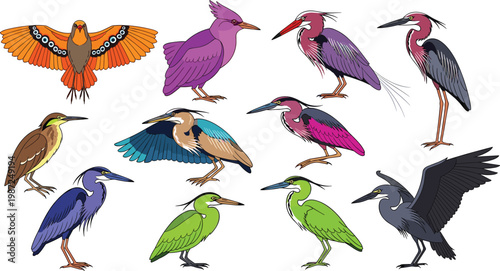 Wading Bird Collection with Various Heron Egret and Bittern Species Isolated on White