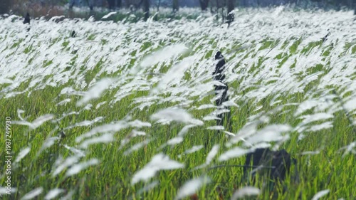 Lush Green Field with Soft White Grasses Under Bright Blue Sky