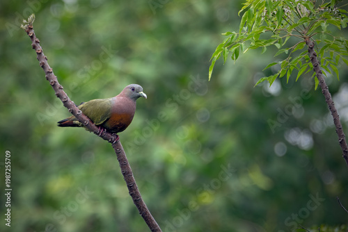 Dove perched on branch – wildlife bird photography.