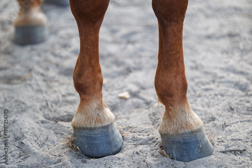 Two brown horse front legs and hooves standing on sandy ground in daylight