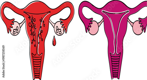 Illustration of Female Reproductive System with Uterus, Ovaries, and Menstrual Cycle for Educational and Health-Related Designs