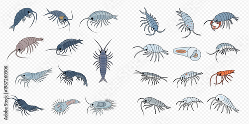 Diverse collection of amphipod and isopod crustaceans, illustrating various marine and terrestrial species in detailed vector illustrations.