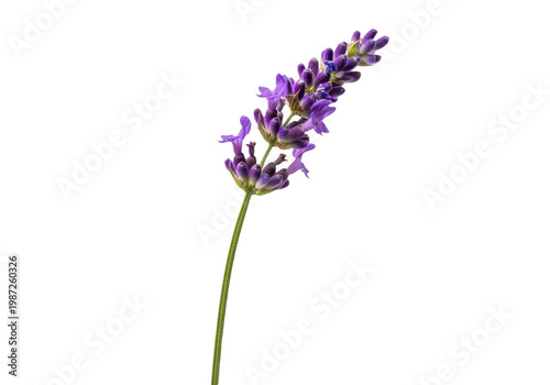 A single sprig of purple lavender flower isolated on transparent background