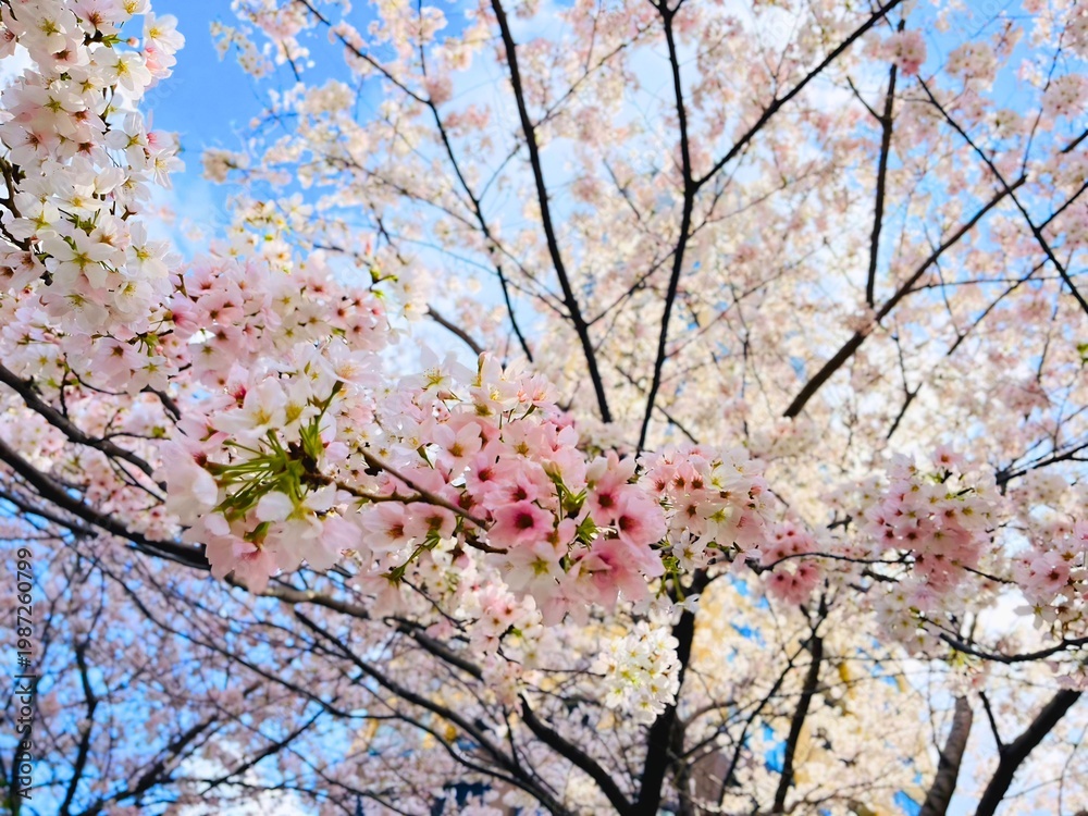 Fototapeta premium 空と桜 