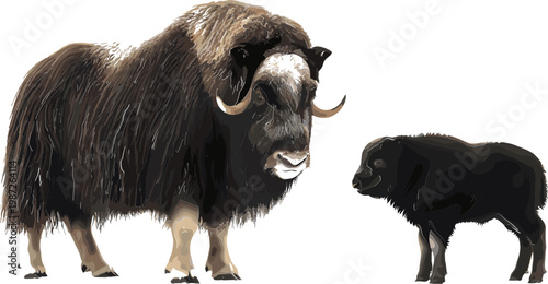 Cuadro en lienzo Musk Ox and Calf Illustration for Wildlife, Nature, and Animal-Themed Graphics