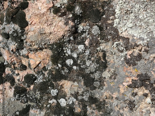 фотографія Rock Lichen Texture Background on Sandstone, Eldorado Canyon Colorado, Natural A
