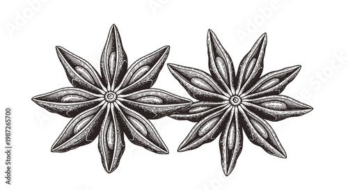 Hand drawn vintage illustration of two star anise pods with intricate details isolated on white space.