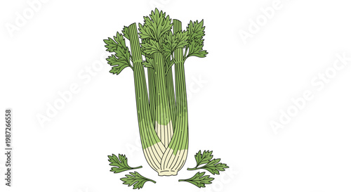 Fresh head of green celery with loose leaves isolated on white background for cooking and nutrition themes.