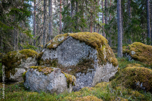 Northern forest landscape with huge stone with moss. Glacial erratic rock.