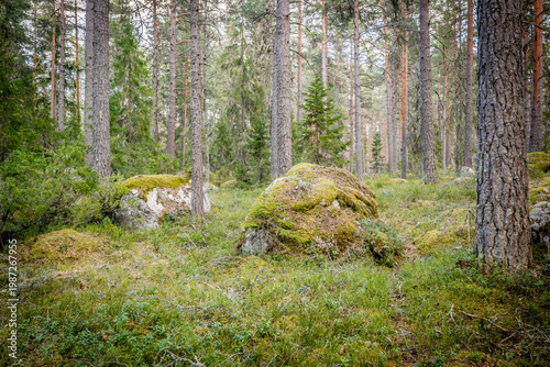Northern forest landscape with huge stone with moss. Glacial erratic rock.