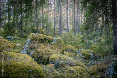 Northern forest landscape with huge stone with moss. Glacial erratic rock.