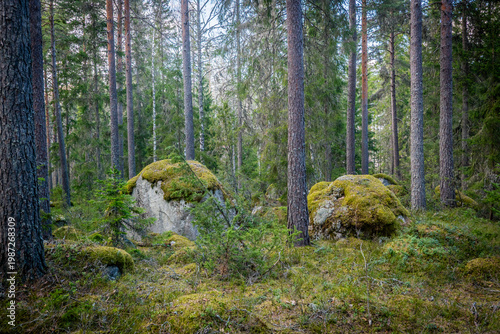 Northern forest landscape with huge stone with moss. Glacial erratic rock.