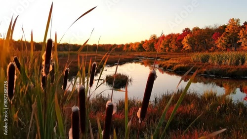 Scenic autumnal sunset over calm wetland marsh reflecting colorful trees and cattails, serene nature landscape