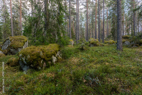 Northern forest landscape with huge stone with moss. Glacial erratic rock.