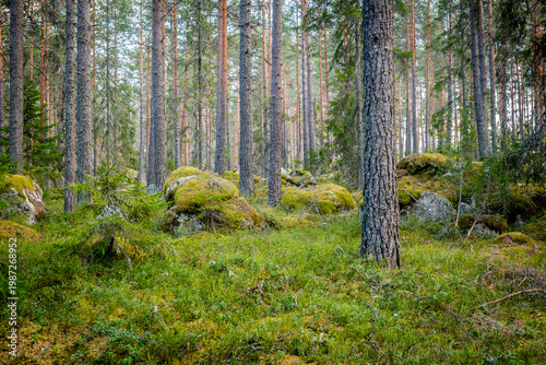 Northern forest landscape with huge stone with moss. Glacial erratic rock.