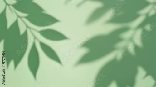 Background with soft green leaf shadows on minimalist wall